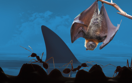En hajfena sticker upp ur mörkt vatten. I förgrunden myror, och en fladdermus som hänger från en gren.