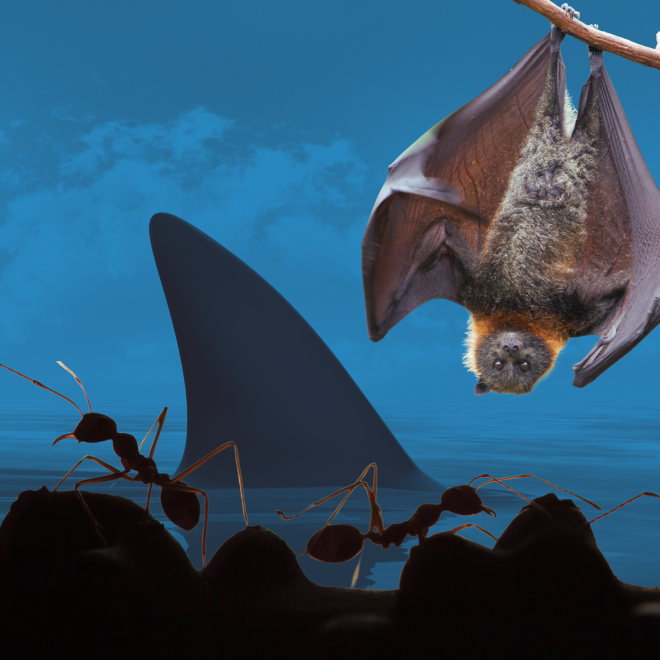 En hajfena sticker upp ur mörkt vatten. I förgrunden myror, och en fladdermus som hänger från en gren.