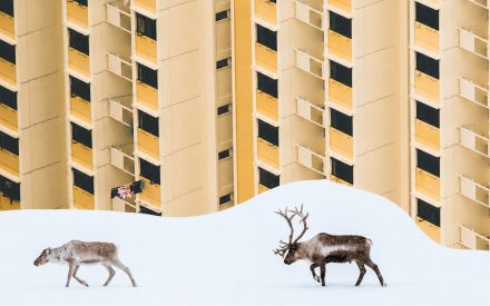 Två renar går genom snö framför ett högt bostadshus.