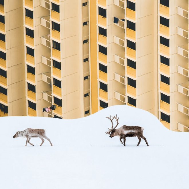 Två renar går genom snö framför ett högt bostadshus.