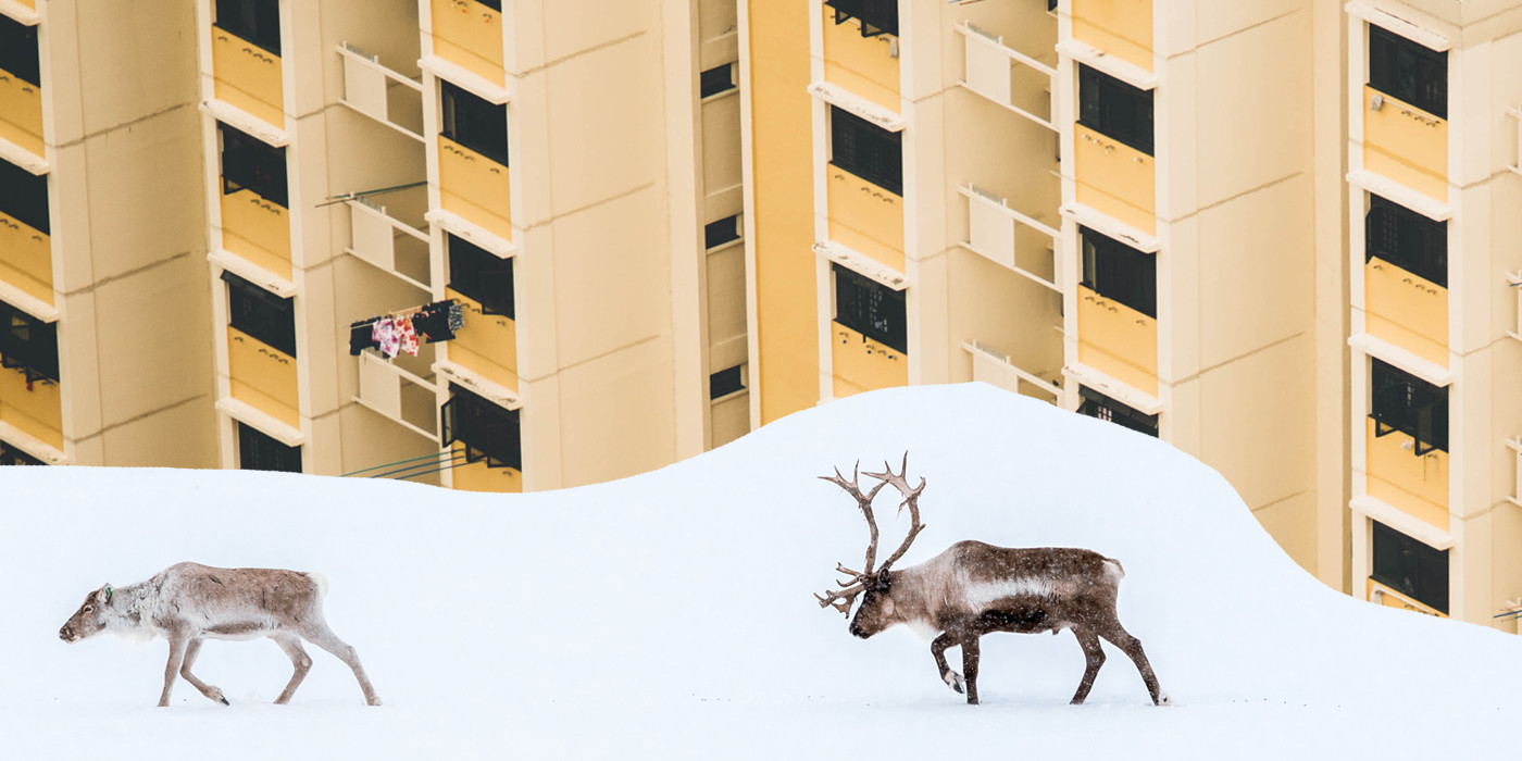 Kollage med renar och bostadshus.