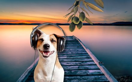 Bildkollage:Hund med hörlurar, fridfull brygga och olivkvist