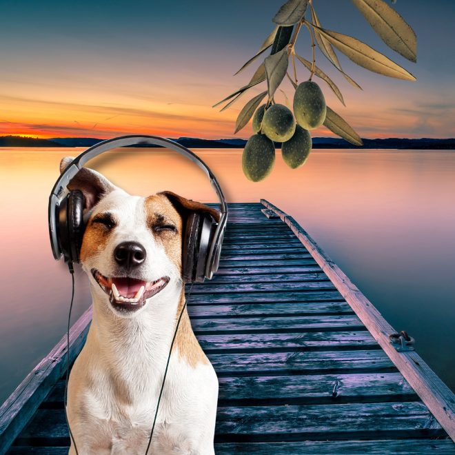 Bildkollage:Hund med hörlurar, fridfull brygga och olivkvist