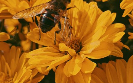 Bin flyger över gula blommor.