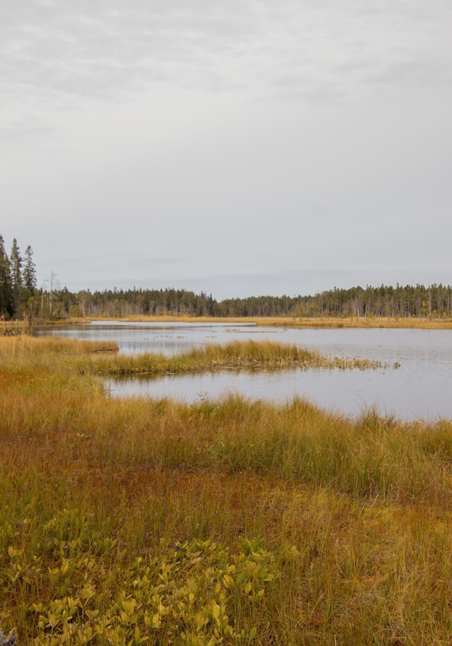 Våtmark vid Grösjön i Sverige.