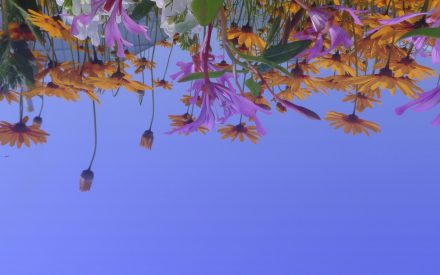 Blommor