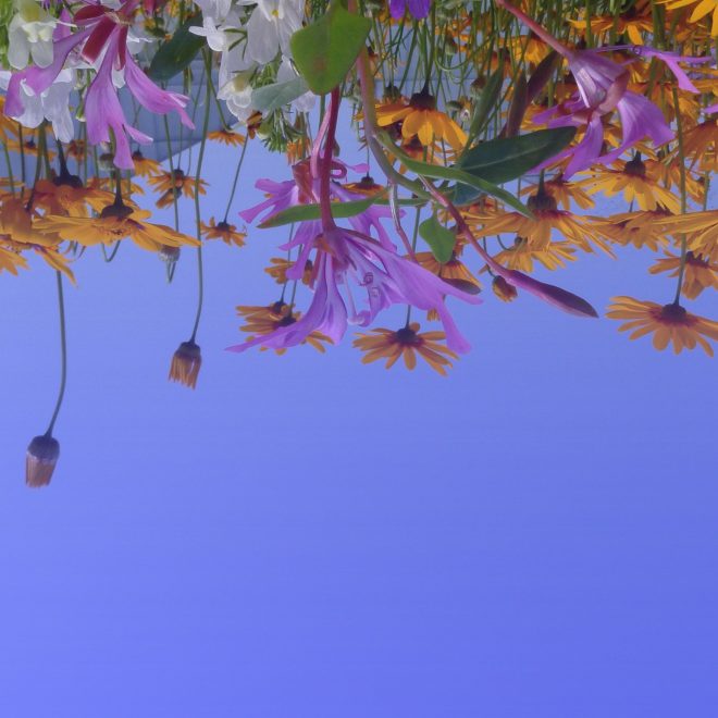 Blommor