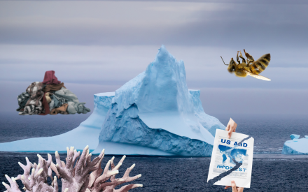 Isberg, klädberg, bi, dokument, korall