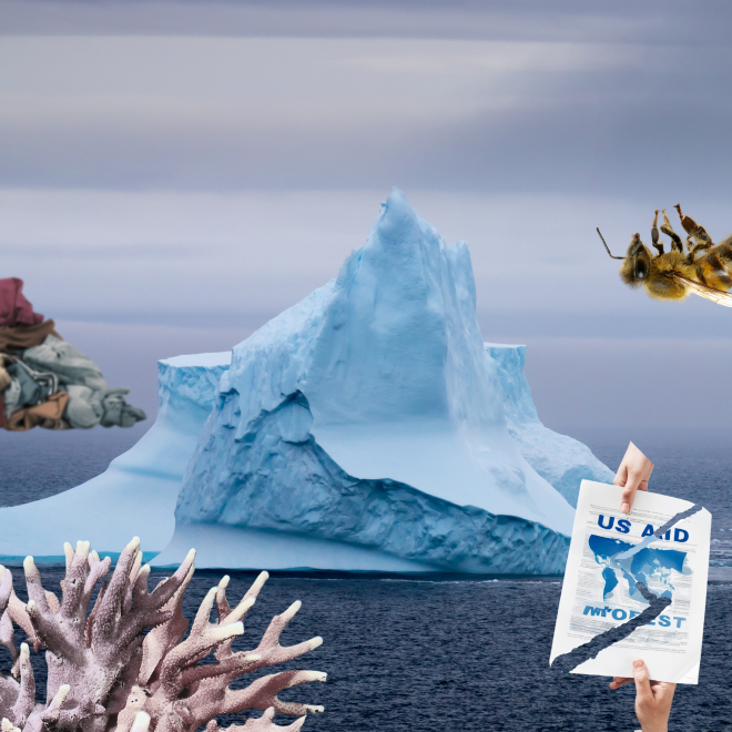 Isberg, klädberg, bi, dokument, korall