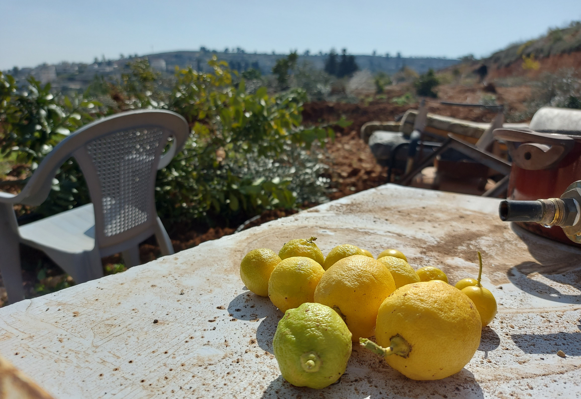 Citronen på ett bord i förgrunden. Bakom syns förödelsen efter att bulldozers förstört ett land med fruktträd.